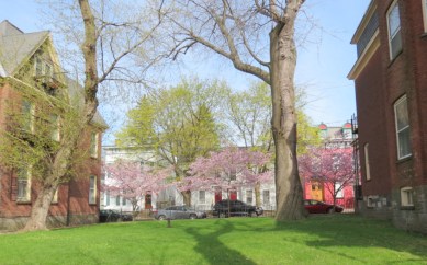 a row of cherry trees in the yard between 10 and 16 Washingotn Ave. - Schenectady NY Stockade -- 28Apr2013