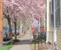a view of cherry blossoms on Front St. looking east from the Lawrence Circle - Schenectady NY Stockade -- 28Apr2013