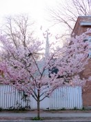 cherry blossoms in bloom near 5 N. Ferry St. with the 1st Reform Church Steeple in the background - - Schenectady NY Stockade -- 28Apr2013