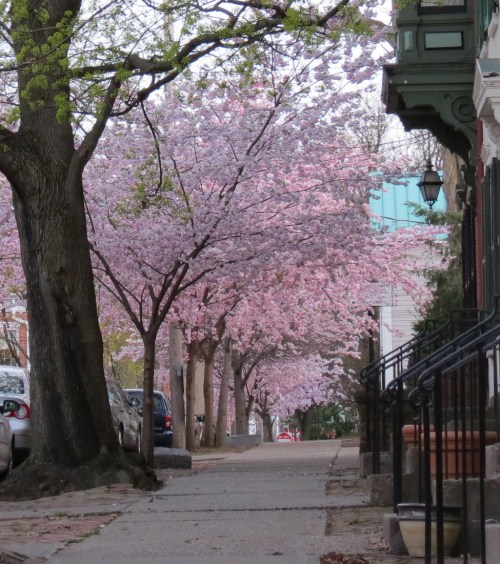 a view south on the west side of Washington Ave. looking from Cucumber Alley - Schenectady NY Stockade -- 28Apr2013