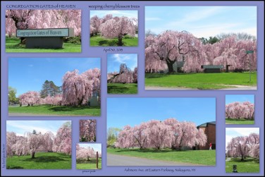 weeping cherry blossom trees under blue skies at Congregation Gates of Heaven - Niskayuna NY - 30Apr2013