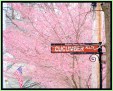 CucAlySign-blossoms