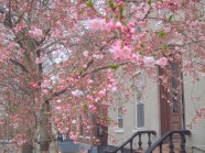 cherry blosoms in front of 27 Washington Avenue in the Schenectady NY Stockade district - taken 23Apr2013 by Yu Chang cherry blosoms on Washington Avenue in the Schenectady NY Stockade district - taken 23Apr2013 by Yu Chang