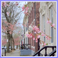 cherry blosoms on Washington Avenue looking north toward Front St. in the Schenectady NY Stockade district - taken 23Apr2013 by Yu Chang IMG_2768