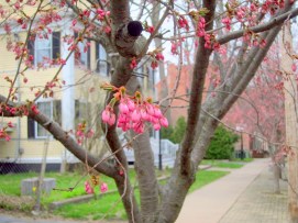 cherry blosoms on Washington Avenue near the Schenectady County Historical Society in the Schenectady NY Stockade district - taken 23Apr2013 by Yu Chang