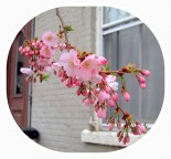 cherry blossoms on a tree in front of 27 Washington Ave. in the Schenectady NY Stockade - take by Yu Chang on 23Apr2013