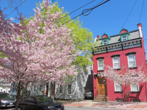 foreground: tree in front of 16 Washington Ave. in Schenectady NY Stockade; background: 15 Washington Ave. - 01May2013 2PM cb2013-16WashTree-15Wash