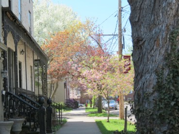 lowerUniontrees03May2013