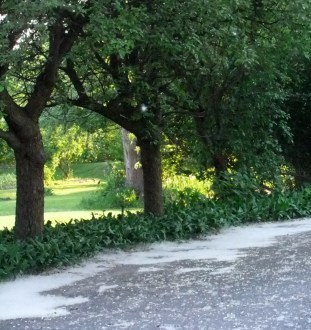 pollensnow30May2013rearalley