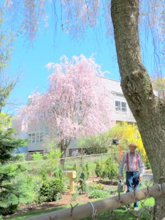 yard31Front-Peter03May2013