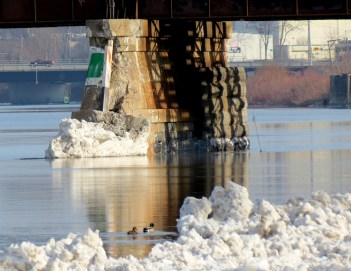 a pair of ducks seem to be checking for flood damage along the Mohawk River and the Stockade - 13Jan2014 j13Jan2014-ducks
