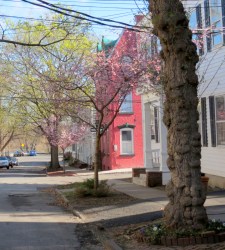 looking north from 23 Washington Avenue in the Schenectady NY Stockade - 28Apr2014