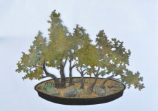 OAS2014-WilliamsBonsai