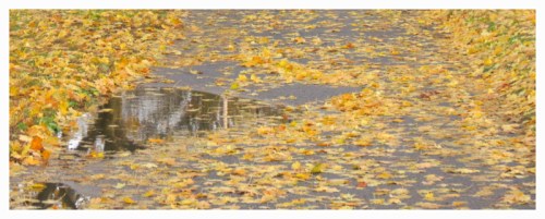 RiversideParkPuddle07Nov2014