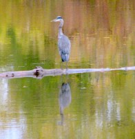 BHeronOnMohawk24Oct09a