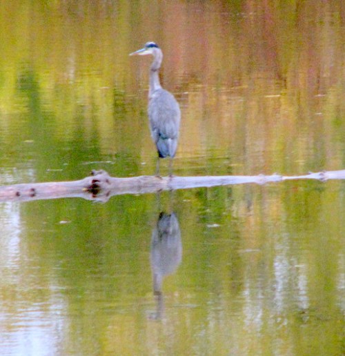 BHeronOnMohawk24Oct09a