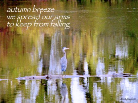 blueheronhaiga