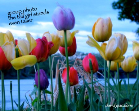 riverbank-tulipsTaller