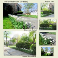 tulips1sReformed14May2018.