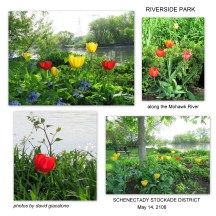 tulipsRiversidePark14May