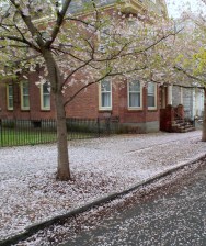 cherry blossom carpet