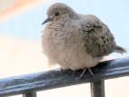 mourningdoveIMG_1192