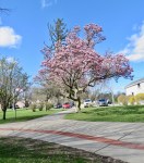 Mag-ScotiaLib22Ap2022