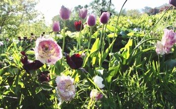 KODAK Digital Still Camera