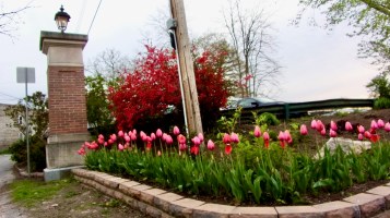 tulipsParkEntry08May