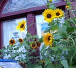 sunFl207Union14Jul22a