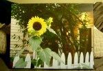 Sunflower29Front11x14