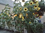 29FrontSunflowersFence