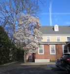 magno-SCHS-sidewalktree