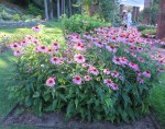 Gal5RG17-echinacea