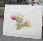 SOAS2025-MaryOcchiogrosso-hydrangeas