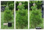 Lynn-Tree3