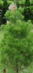 Tree-Lynn2