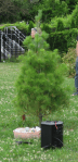 Tree-Lynn3